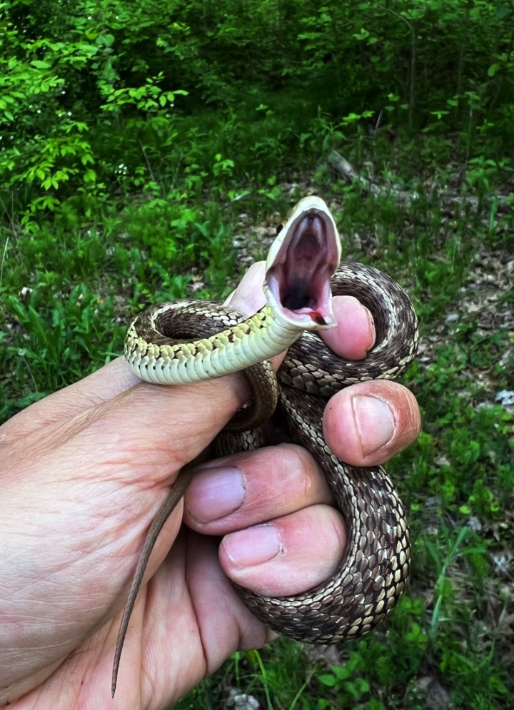 Eastern Garter Snake